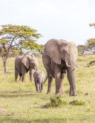 Elephant Family on the Savanna © George Erwin Turner
