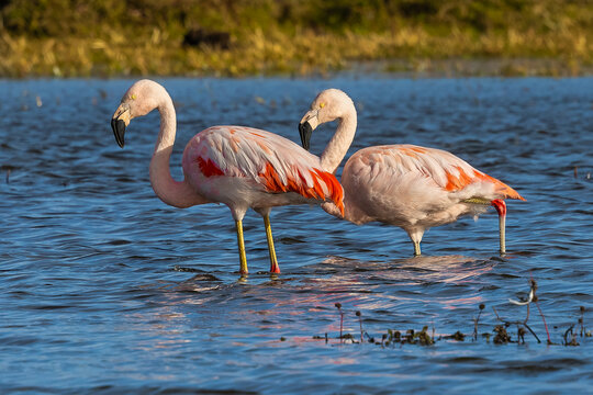 Phoenicopterus chilensis in the wild