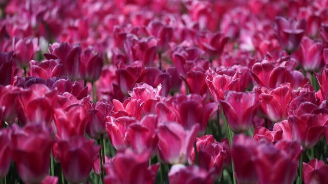 Blooming Pink Tulips in Spring Garden