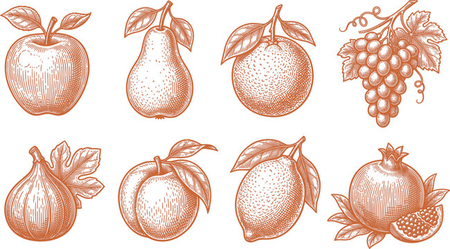 Vintage engraved fruit collection with apple pear orange grapes fig peach lemon and pomegranate botanical vector illustration
