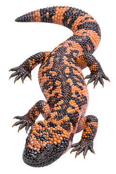 overhead view of gila monster isolated on white transparent background - design element cut-out object