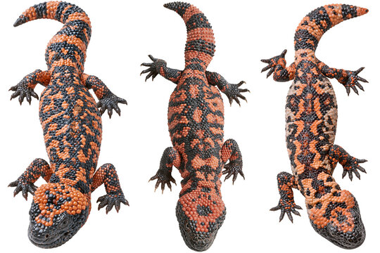 overhead view of gila monster isolated on white transparent background - design element cut-out object collection