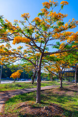 Fototapeta premium The Royal Poinciana Tree. Flamboyant flametree with royal orange poinciana flowers brightening park under clear blue sky Flam-boyant