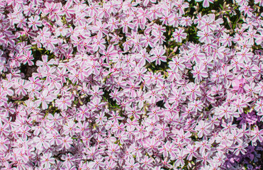 一面の芝桜 © S造園
