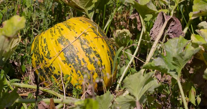 A large pumpkin in the garden, a round pumpkin with a raised surface and a spotted pattern grows naturally on the farm.