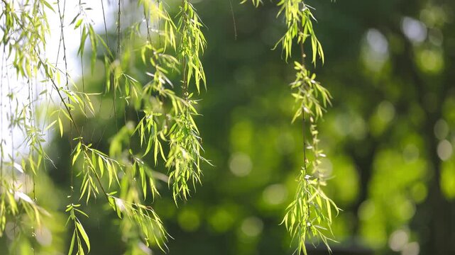 Sunlit Willow Branches Swaying with Fresh Green Leaves in Garden