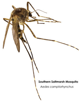 Close-up of Southern Saltmarsh Mosquito (Aedes camptorhynchus) with common and binomial nomenclature.