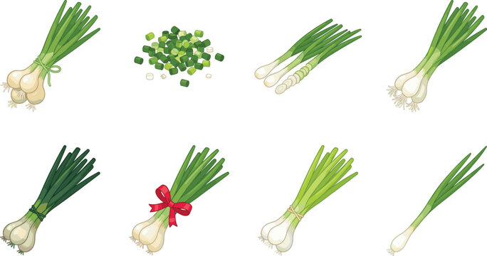Fresh Green Onion and Scallion Illustrations Set Showing Whole and Chopped Spring Onions on White Background
