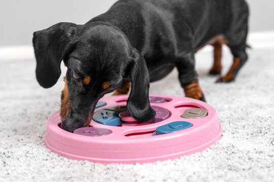 Black and brown dachshund dog sniffing and solving a pink circular puzzle toy on a carpet, pet enrichment and training concept.