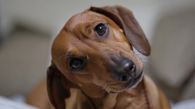 Cute dachshund dog with head tilted looking at camera close up