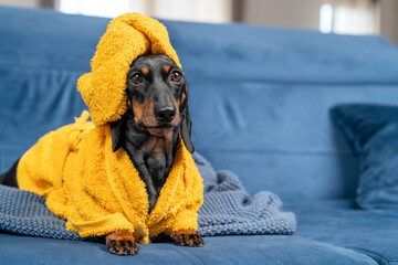 Naklejka premium A black and tan dachshund in a yellow fluffy robe with a towel on his head sits on a blue sofa after a bath, humor on the theme of a home spa