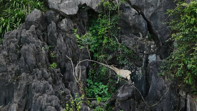 Sturdy Goat Scales Narrow Limestone. Determined Goat Crosses Treacherous Limestone Cliff In Vietnam. Resilient Goat Endures Challenging Vertical Limestone Route In Phong Nha Region
