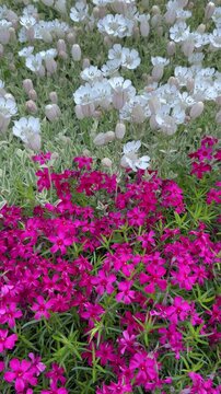 Tilt-up shot of red moss phlox to Silene uniflora