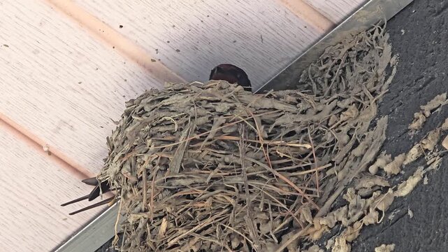 한국,제비,제비새끼,육추,새,Korea, Swallow, Swallow chick, Brooding, Bird