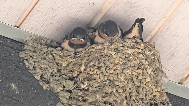 한국,제비,제비새끼,육추,새,Korea, Swallow, Swallow chick, Brooding, Bird