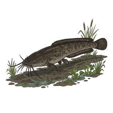 Illustration of a Wels Catfish swimming in shallow water with aquatic plants.