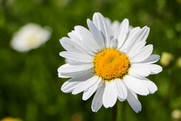 Close up of a daisy flower against a soft green background with detailed petals and flower center © Hanna