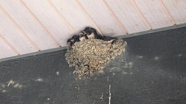 한국,제비,제비새끼,육추,새,Korea, Swallow, Swallow chick, Brooding, Bird