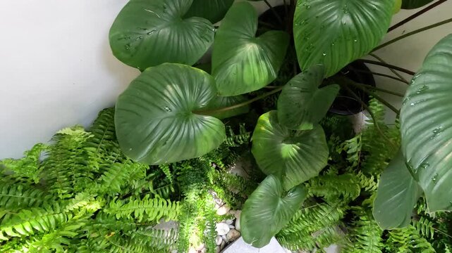 Top Down View of Homalomena Rubescens and Ferns in Indoor Garden