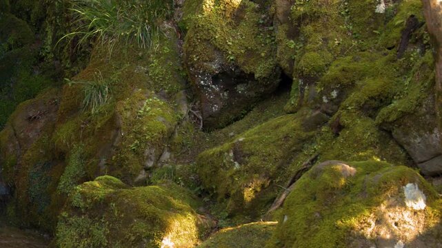 Sunlight Filtering Through Trees Onto Mossy Rocks in a Japanese Garden
