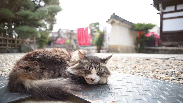 龍泉寺の境内でうたた寝する猫（愛知県名古屋市, 2026年3月）