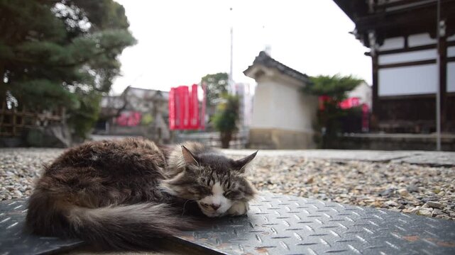龍泉寺の境内でうたた寝する猫（愛知県名古屋市, 2026年3月）