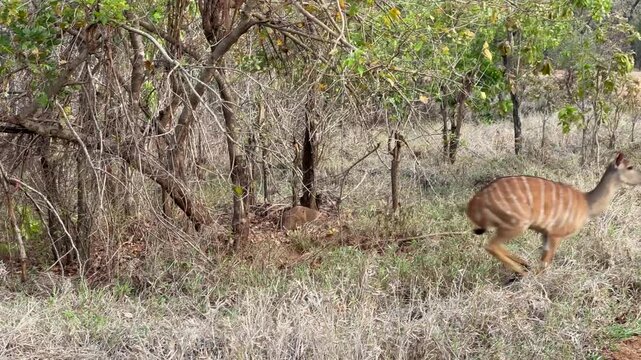 Female lowland nyala (Tragelaphus angasii) in Majete Wildlife Reserve, Malawi.