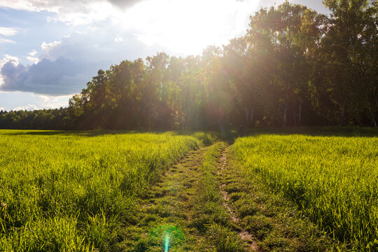 Tiny gnats swarming above a rustic dirt track in a vibrant green meadow, illuminated by the warm, atmospheric glow of the golden hour sun filtering through the forest edge