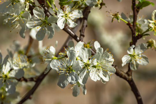 Prunus avium corymbose inflorescence with actinomorphic white flowers and prominent stamens macro