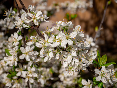 Prunus avium inflorescence showing actinomorphic flowers with hypantium and reproductive organs