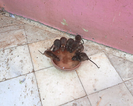 Rats in Shri Karni Mata temple in Deshnoke in Rajasthan state in India