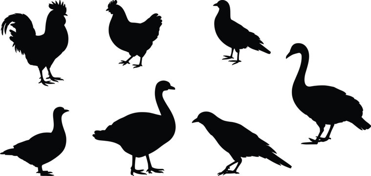 Collection of black bird silhouettes including rooster hen goose duck pigeon and crow isolated on white background for design