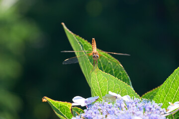 紫陽花の葉にとまる赤トンボ © sigemin