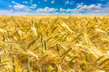 Ripe golden wheat farm field with mature grain heads © Sergii Figurnyi