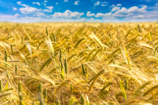 Ripe golden wheat farm field with mature grain heads