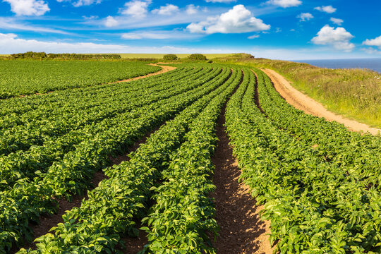 Green Potato Field Rows in farm under Blue Summer Sky