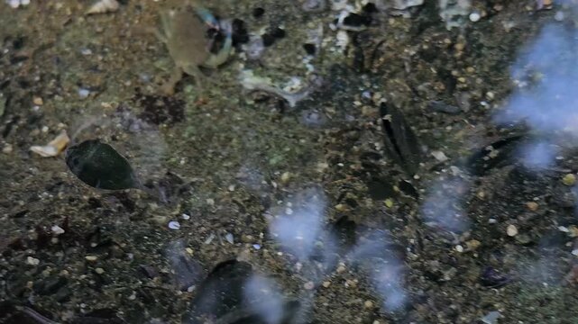 Small shore crab and a tiny black fish swimming among shells and sand in a shallow coastal tide pool