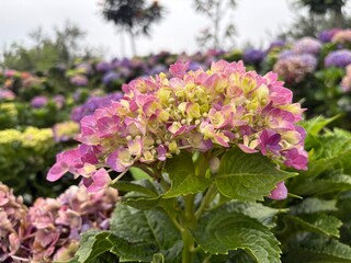 Obraz premium Close-up of a stunning hydrangea bush with a beautiful blend of pink, purple, and yellow blossoms, creating a picturesque scene in a vibrant botanical garden on a bright day