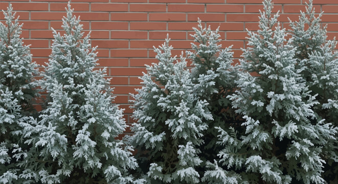 Row of frosted thuja evergreen conifers with white snow on green branches standing against a classic red brick wall background, winter garden landscaping and nature.