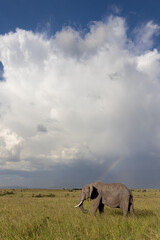 Fototapeta premium Elephant and Storm Clouds