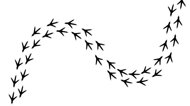 Black bird claw footprint track forming a winding wavy path on a plain white background, perfect for nature illustrations, educational layouts and graphic designs