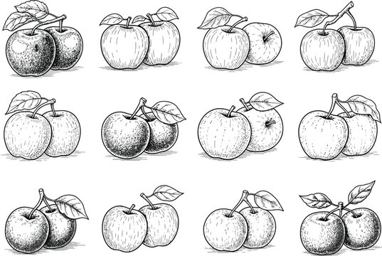 Collection of hand-drawn apple fruit sketches with sketches illustration drawings graphics agriculture botanical elements vegetarian collection isolated foodstuffs nutritious ingredient