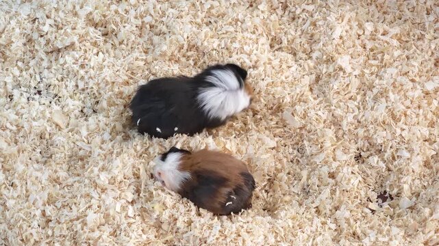 Guinea pig playing and foraging.