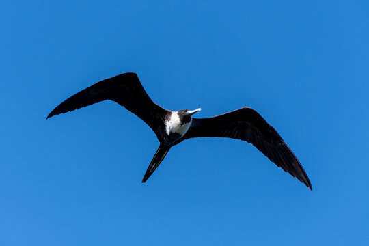 The beautiful frigatebird (Fregata magnificens) flies across the blue sky off the coast of Rio de Janeiro, Brazil. A large black seabird with a white belly and long beak and triangular-shaped wings.