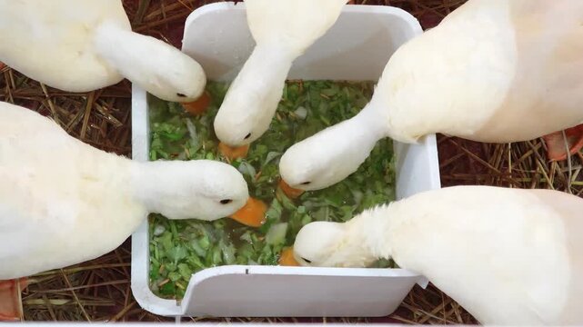 duck (Call Duck) is eating.