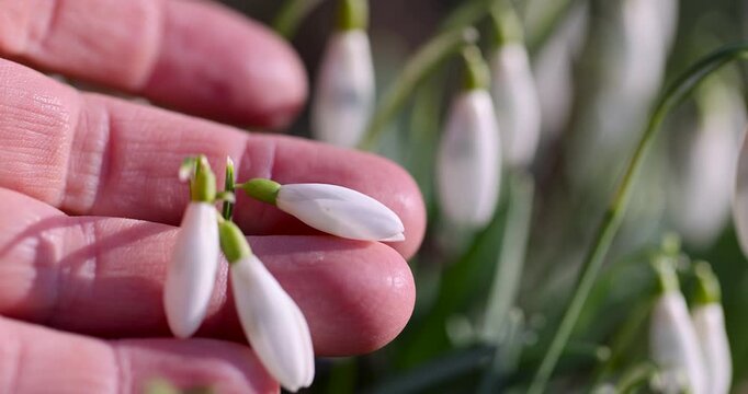 The first snowdrops on the ground, delicate snowdrops with green sepals and white petals are in the active growth phase in the park.