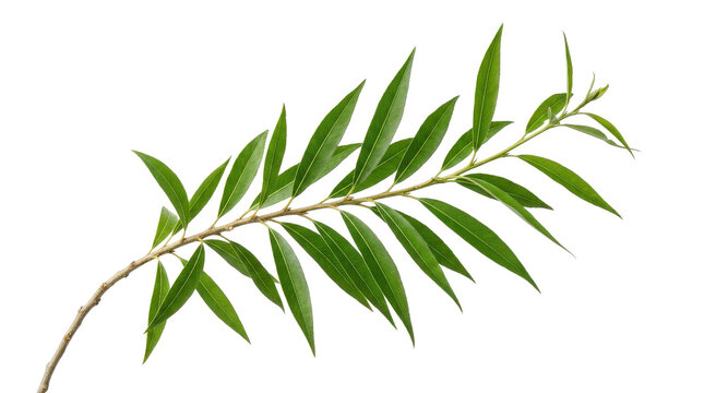 Detailed leaf with central stem, showing natural veins and gradient shading green