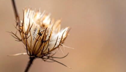 Fototapeta premium Close-up of a withered seedhead with fine fibers against a blurred, warm-toned background
