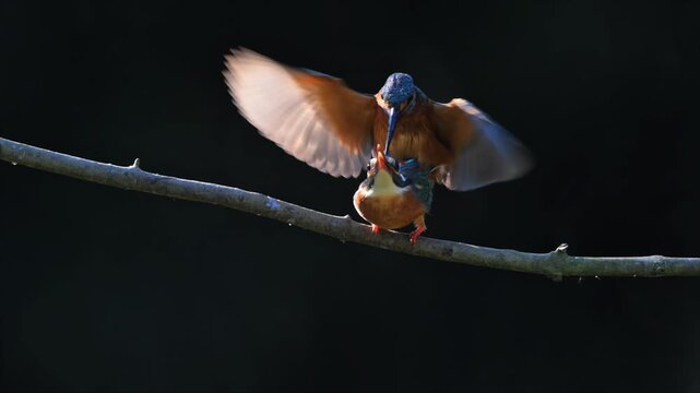 Cinematic shot of two common kingfishers (Alcedo atthis) mating on a tree branch against a dark isolated background. Rare wildlife breeding behavior with dynamic wing flapping motion.