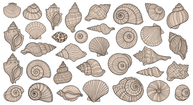 Detailed collection of diverse seashells and marine snail shells in various shapes and patterns for coastal and nature designs.